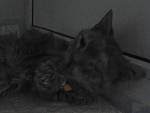     
: котя1.jpg
: 5
:	74.4 
ID:	4536664