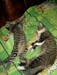     
: PICT5403.jpg
: 4
:	122.8 
ID:	4548379