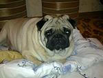     
: 10032012060.jpg
: 8
:	96.6 
ID:	4550585