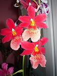     
: P1060157.jpg
: 10
:	62.4 
ID:	4557668