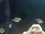     
: DSC_0069.jpg
: 33
:	138.6 
ID:	4563576