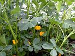     
: Arachis.hypogaea.ho14.jpg
: 11
:	71.9 
ID:	4565370