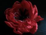     
: Picture 89.jpg
: 9
:	78.1 
ID:	4566831