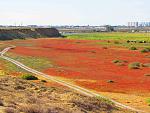     
: IMG_1570.jpg
: 9
:	190.4 
ID:	4567718