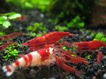     
: IMG_1907.jpg
: 30
:	115.9 
ID:	4568142