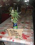     
: Тайна кэпа раск&#1.jpg
: 7
:	37.9 
ID:	4573528
