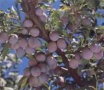    
: prune.jpg
: 17
:	12.9 
ID:	4578266