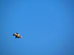     
: IMG_5612.jpg
: 6
:	39.3 
ID:	4578339