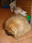     
: DSC07489.jpg
: 4
:	85.5 
ID:	4588761
