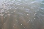     
: IMG_1146.jpg
: 35
:	53.9 
ID:	4597114