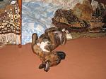     
: img_0009.jpg
: 43
:	158.1 
ID:	459884