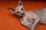    
: DSC_2867_1.jpg
: 5
:	154.2 
ID:	4603077