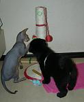     
: DSCN3231.JPG
: 2
:	77.1 
ID:	4610893