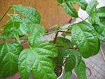     
: IMG_0683.jpg
: 16
:	139.4 
ID:	4612654