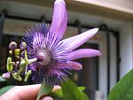     
: IMG_0665.jpg
: 15
:	98.3 
ID:	4612661