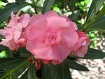    
: IMG_0622.jpg
: 4
:	100.3 
ID:	4613222