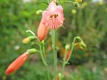     
: IMG_0677.jpg
: 4
:	70.4 
ID:	4613247