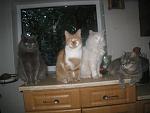     
: IMG_0061.jpg
: 3
:	74.5 
ID:	4615780