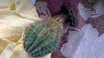     
: IMG_00000391.jpg
: 17
:	100.7 
ID:	4617063