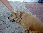     
: 05082012604.jpg
: 30
:	98.9 
ID:	4631764