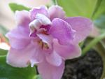     
: IMG_0630.jpg
: 4
:	65.7 
ID:	4633491