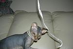     
: DSCN3586.JPG
: 17
:	57.7 
ID:	4640327