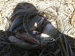     
: IMG_1012.jpg
: 7
:	269.9 
ID:	4651400