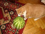     
: DSC03738.JPG
: 8
:	133.0 
ID:	4661896