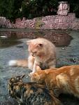     
: IMG_0657.jpg
: 196
:	110.5 
ID:	4663795