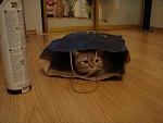     
: DSC01938.JPG
: 52
:	262.0 
ID:	466809