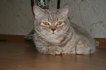     
: IMG_0012.jpg
: 44
:	217.5 
ID:	466813