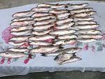     
: 2012-08-11-182.jpg
: 26
:	203.4 
ID:	4669325