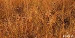     
: 1344230681_tn.jpg
: 10
:	35.0 
ID:	4671511