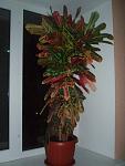     
: P8136485.jpg
: 70
:	99.5 
ID:	4671749