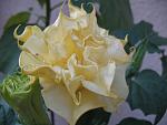     
: IMG_0718.jpg
: 5
:	78.1 
ID:	4677438