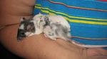     
: IMG_7171.jpg
: 9
:	32.8 
ID:	4699548