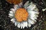     
: Aragonite and siderite. flower..jpg
: 12
:	46.5 
ID:	4701086