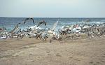     
: DSC01240-1.jpg
: 16
:	177.9 
ID:	4703266