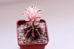     
: DSC_0058.jpg
: 7
:	50.3 
ID:	4705339