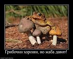     
: 77466_gribochki-horoshi-no-zhaba-davit.jpg
: 59
:	69.9 
ID:	4712297