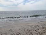     
: cape may august 2012 348.jpg
: 34
:	136.5 
ID:	4712952