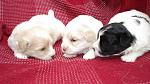     
: DSC09584(1).jpg
: 62
:	145.4 
ID:	4724074