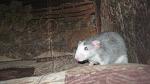     
: IMG_7172.jpg
: 7
:	37.0 
ID:	4728732