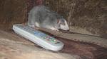     
: IMG_7178.jpg
: 7
:	32.6 
ID:	4728739