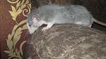     
: IMG_7188.jpg
: 7
:	44.1 
ID:	4728740
