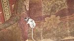     
: IMG_7180.jpg
: 9
:	53.2 
ID:	4728744