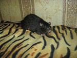     
: IMG_7312.jpg
: 7
:	59.4 
ID:	4728813