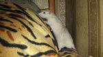     
: IMG_7213.jpg
: 8
:	41.6 
ID:	4728818