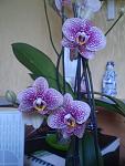    
: P5290824.jpg
: 7
:	85.4 
ID:	4755629