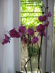     
: IMG_5250.jpg
: 19
:	89.0 
ID:	4772593